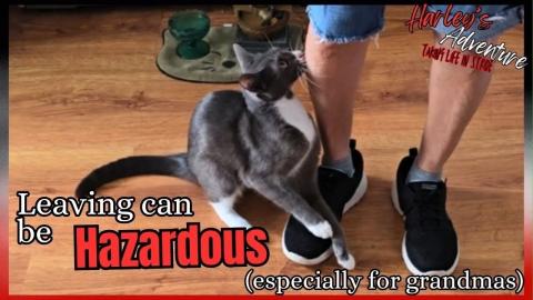 Please Don't Go, "Meow Mow!" | Cat Won't Let Grandma Leav...