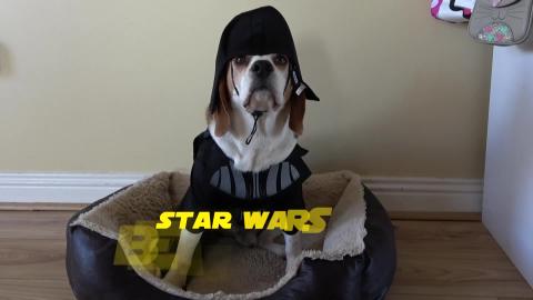 Star Wars Parody with Funny Dogs