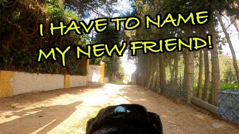 Percy the Labradors meets a new friend on his new walk