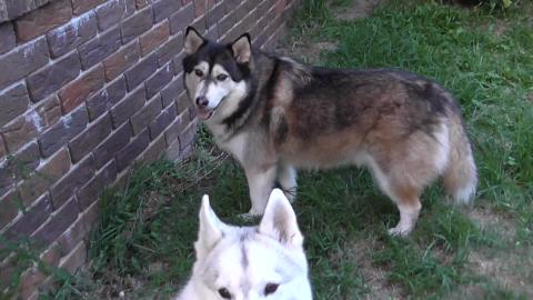 Huskies attack Shark, but prefer Salmon