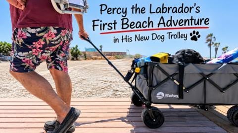 Beach Day with Percy the Labrador and his new wheels