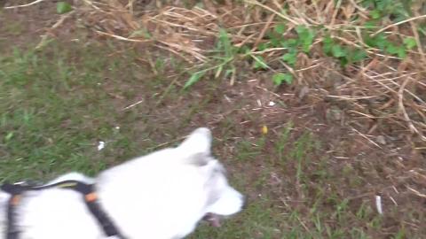 Malamute & Husky get a natural shower