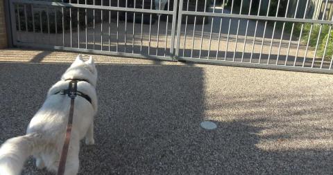 Samoyed walks away and male husky growls at a girl