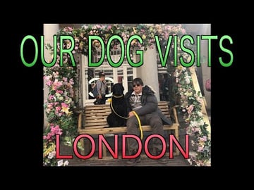 Our Dog Percy the Labrador has a Day Trip in London