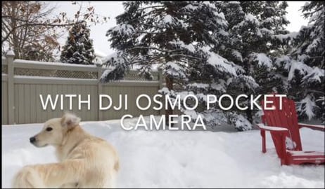 Lola running in the Deep Snow. Filmed with the DJI Osmo P...