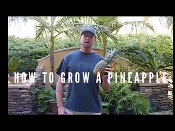 How to grow a Pineapple plant