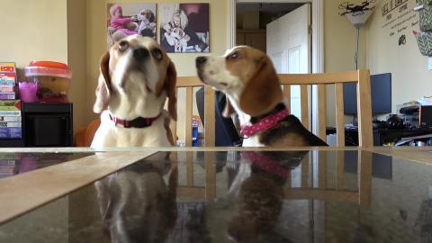 Dog and Puppy Self Control Challenge