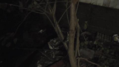Saving a big green Tree Frog from a Husky