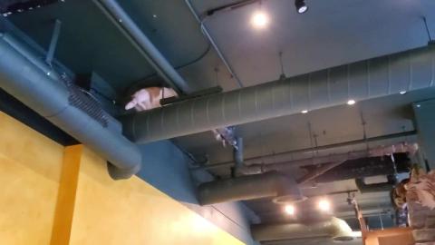 Madelyn's Homemade Shorts & Bytes March 2020