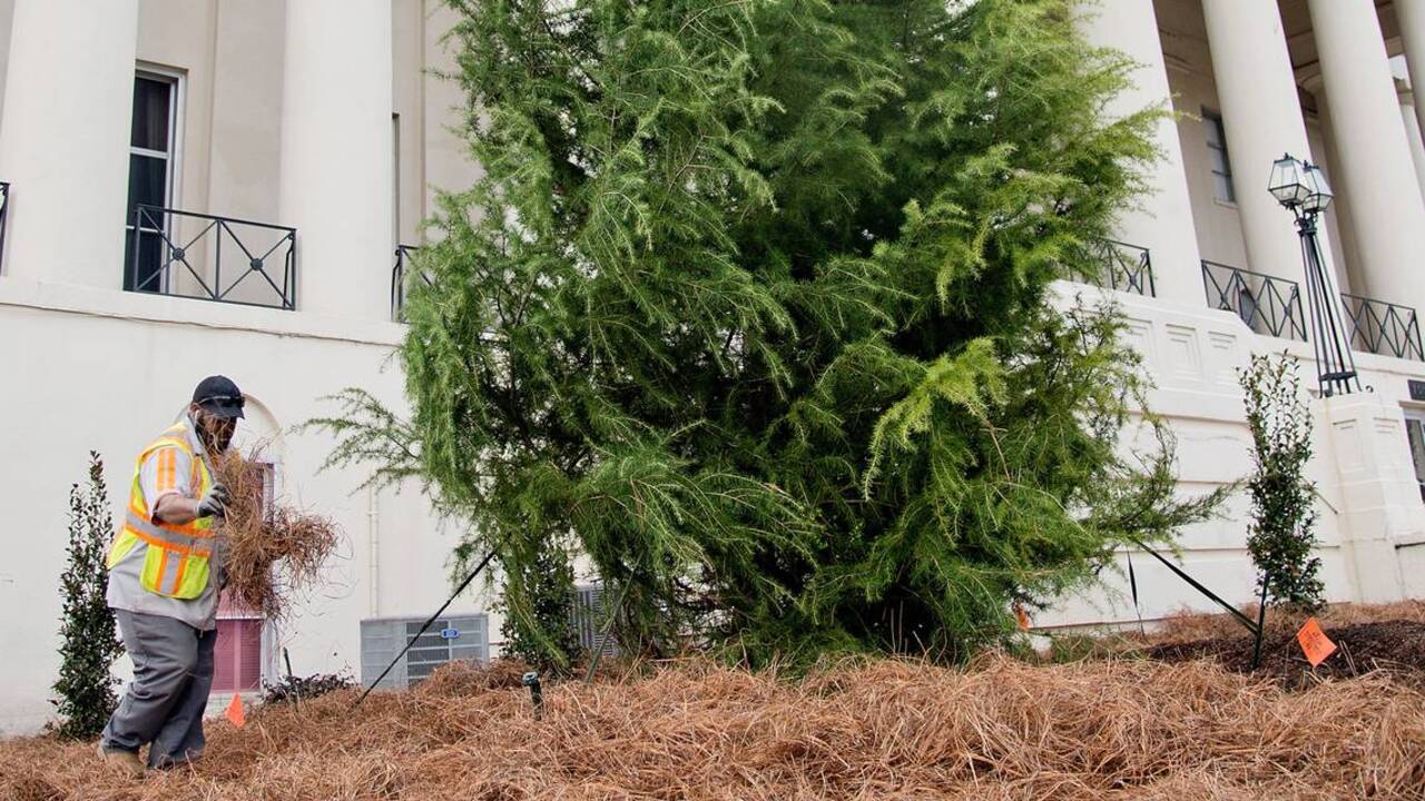 Macon Downtown Rotary Club replaces tree at city hall Macon Telegraph
