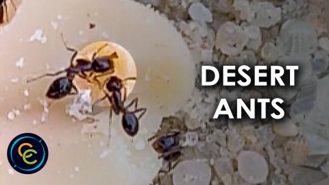 Desert ants eating a peanut