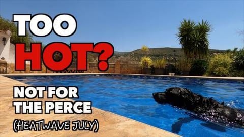 This Percy the Labrador enjoying the Spanish Heat Wave of...