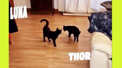 Luna is so jealous of her brother