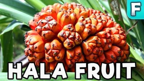 Hala Fruit | Fruits You've Never Heard Of
