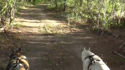 Sunny hike along a fire trail with a Malamute and Husky
