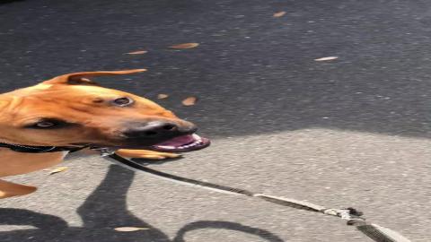 Diesel Goes For A Walk