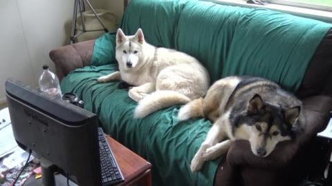 Chilled out or bored Husky's on a miserable day
