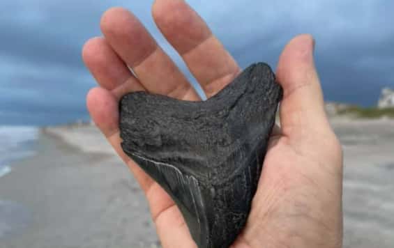 Prehistoric tooth found in wake of Tropical Storm Elsa