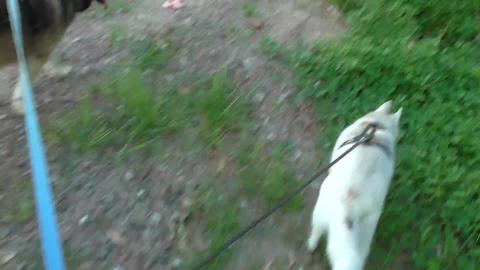 New industrial estate with Malamute and Husky