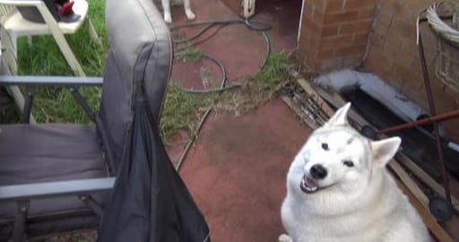 Husky's having lunch using neighbours mince