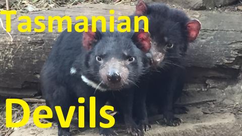 2 Tasmanian devils fighting for food (funny and scary at ...