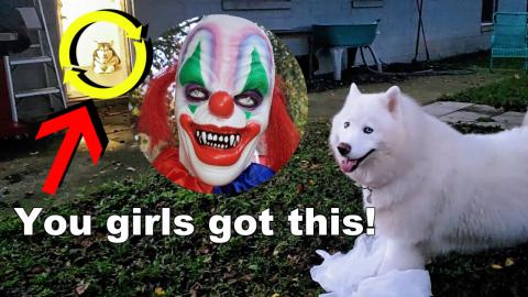 Pranking My Dogs! Malamute Opens Door And Runs Inside Lea...