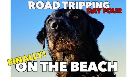 Percy the Labrador arrives at the Villa. End of the Road ...