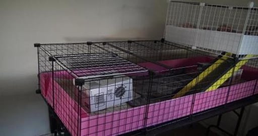 C&C Guinea Pig cage for Bela & Amaya