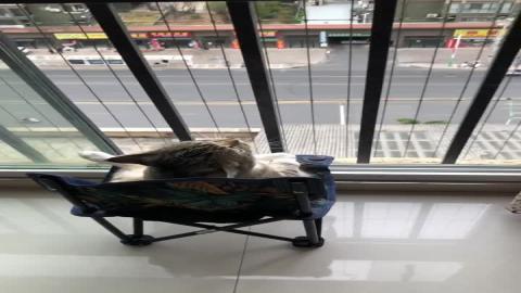 cat sitting a small chair watching the world