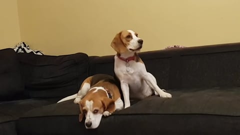 What The Fluff Challenge With Our Dogs