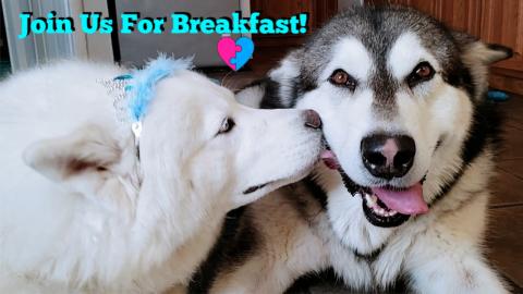 Husky Searches Google For Breakfast Recipe On Phone