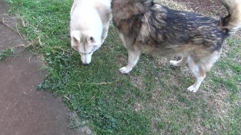 Husky boy got hurt, just a sprain, sister looking after h...