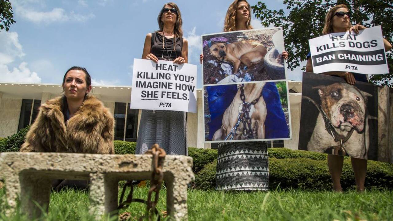 Activists demand N.C. dog tether law Raleigh News & Observer