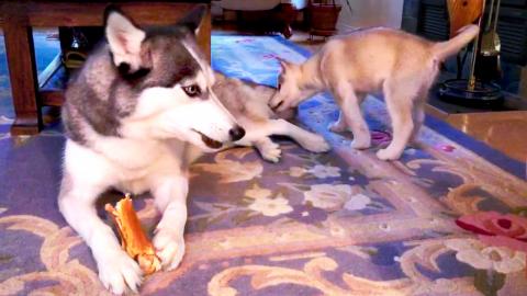 Husky Puppy Wants to Play (Right Now!) | Funny Dogs Video...