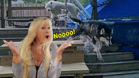 Malamute & Husky Make Their Own Rules | I Say No They Say...