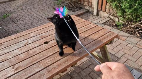 Kittens Elvis and Luna Playing with the new toy