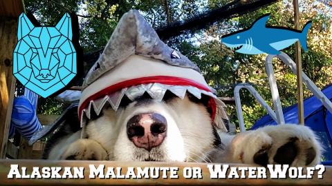 My Dogs | Shocking DNA Results  