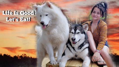Malamute & Husky Go On A Picnic With Beautiful Girls