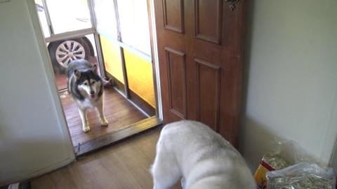 Hay, Guinea Pigs get a package