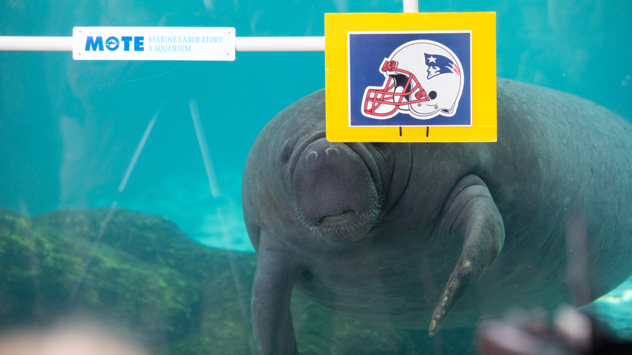 Mote Marine manatees make Super Bowl LVI prediction