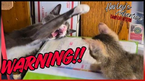 That Hiss Said it ALL! @harleysadventure