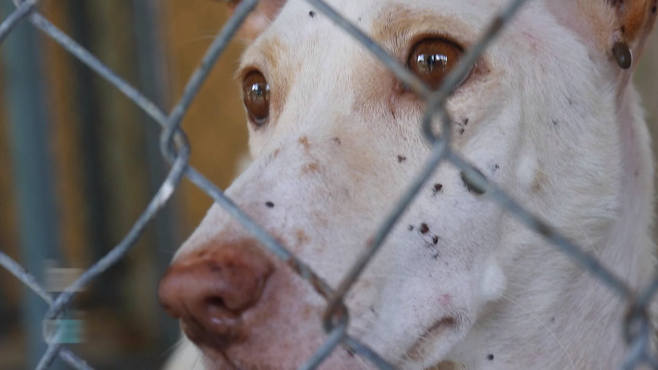 Dog and cat bill of rights introduced in CA Legislature Sacramento Bee