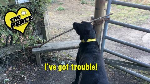 Percy the Labrador has trouble with his stick