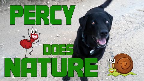 Percy the Labrador Loves Nature