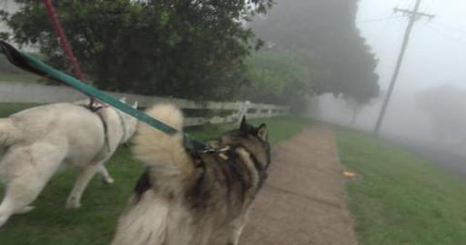 Heavy fog but still got to meet Rover & Beagle friends