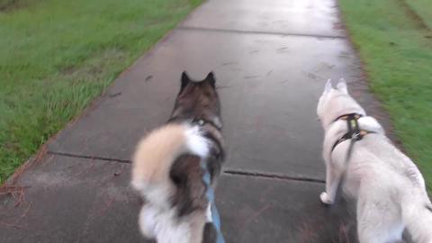 Huskies check out new smells after it rained