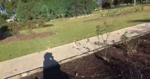 We are to early or to late for blooming roses