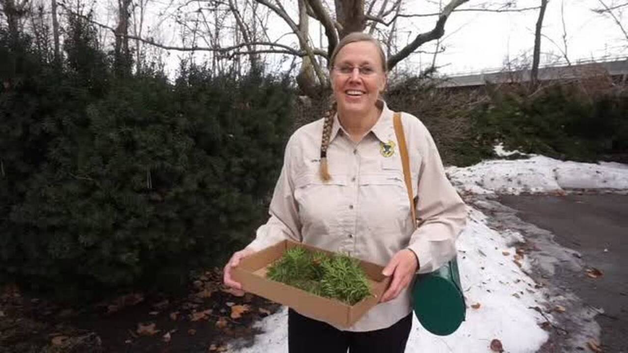 How to identify, cover or remove toxic yew bushes | Idaho Statesman