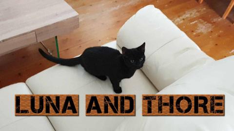 Luna And Thore Are So Cute Little Kittens