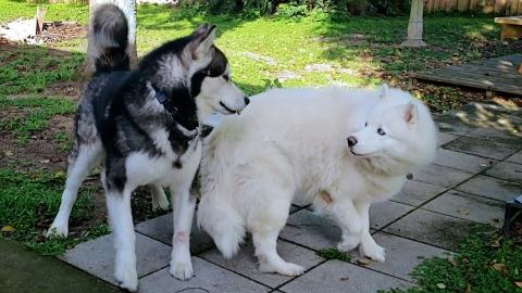 I Wasn't Expecting This To Happen! Malamute Reunites With...